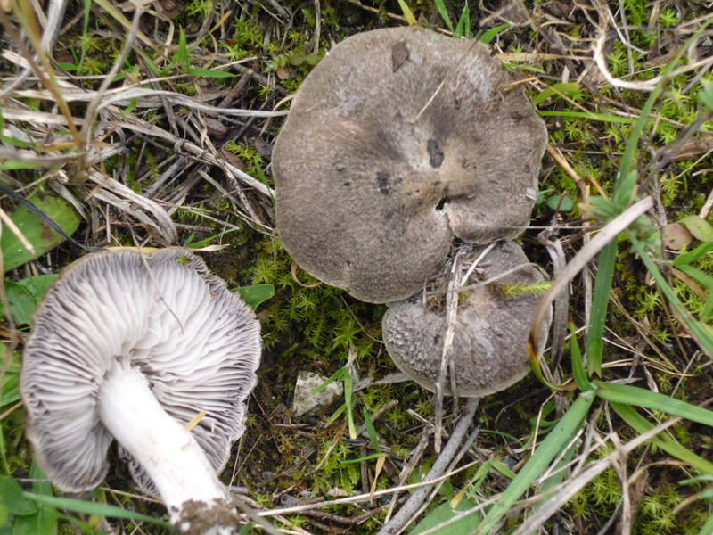 Da identificare genera dalla Grecia